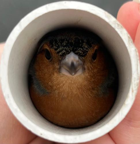 Buchfink
