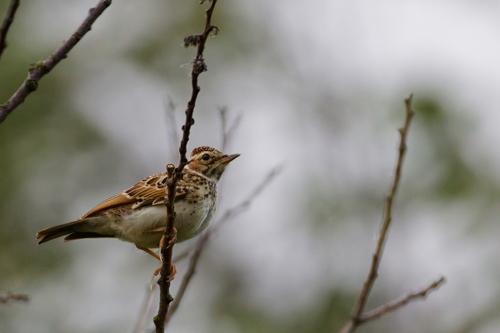 Heidelerche (Jungvogel)