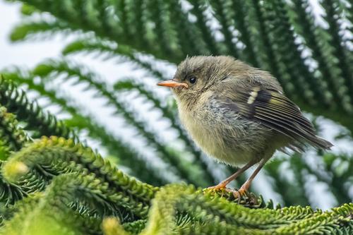 Wintergoldhähnchen (Jungvogel)