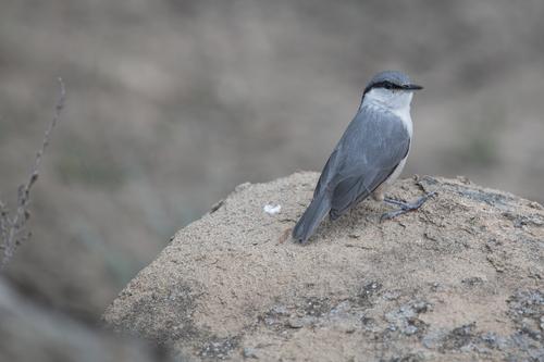 Felsenkleiber (Jungvogel)