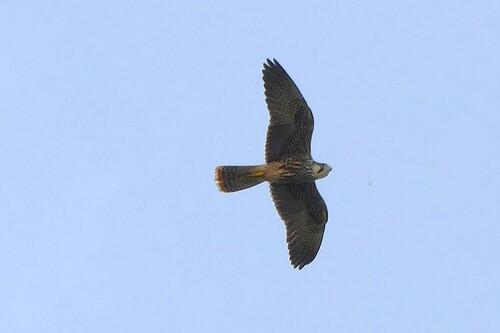 Lannerfalke (Jungvogel)