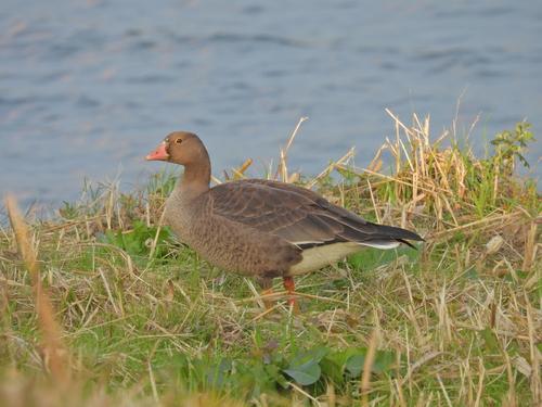 Zwerggans (Jungvogel)