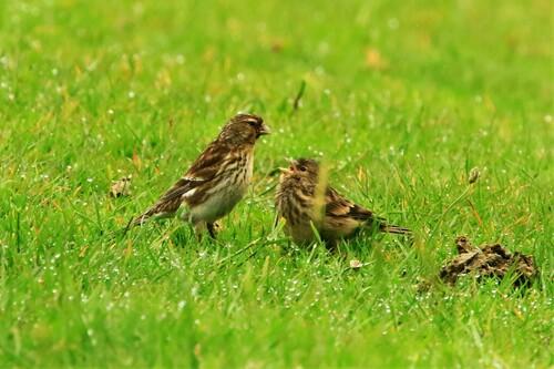 Berghänfling (Jungvogel)