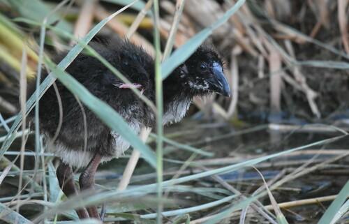 Purpurhuhn (Jungvogel)