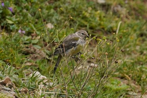 Zitronenzeisig (Jungvogel)