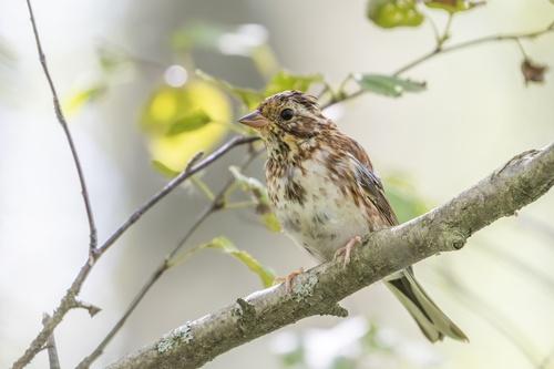Waldammer (Jungvogel)