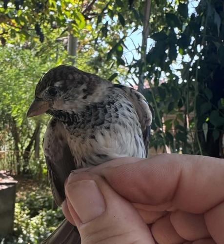 Weidensperling (Jungvogel)