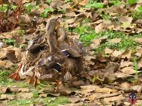 Stockente (Jungvogel)