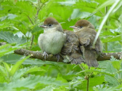 Mönchsgrasmücke (Jungvogel)