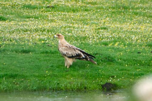 Iberienadler (Jungvogel)