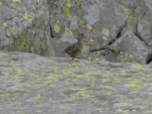 Steinhuhn (Jungvogel)