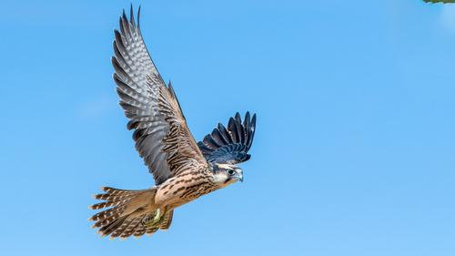 Lannerfalke (Jungvogel)