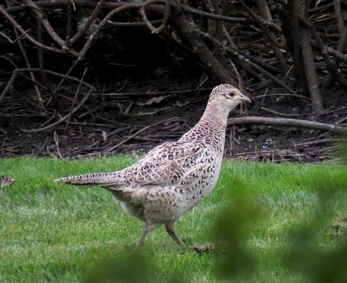 Jagdfasan (Weibchen)