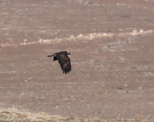 Steinadler