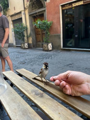 Italiensperling