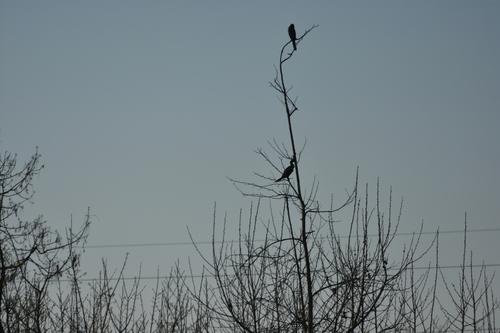 Zwergscharbe (Jungvogel)