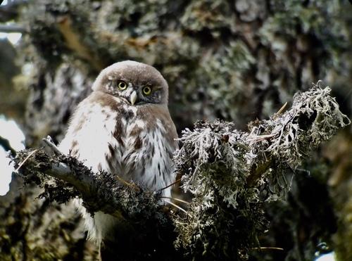Sperlingskauz (Jungvogel)