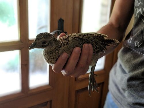 Jagdfasan (Jungvogel)