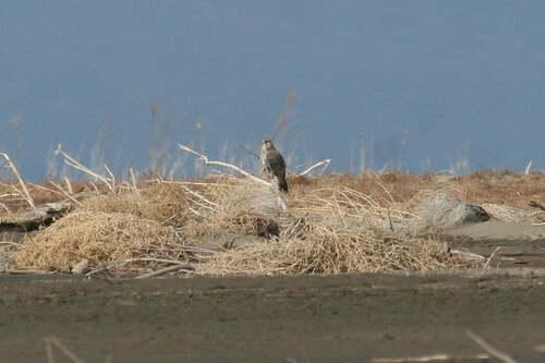 Gerfalke