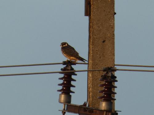 Baumfalke (Jungvogel)