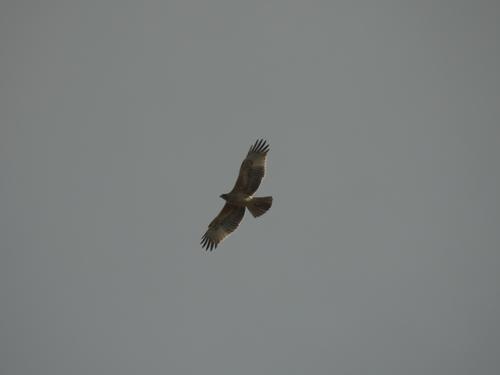 Habichtsadler (Jungvogel)
