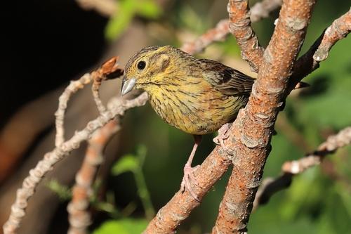 Zaunammer (Jungvogel)