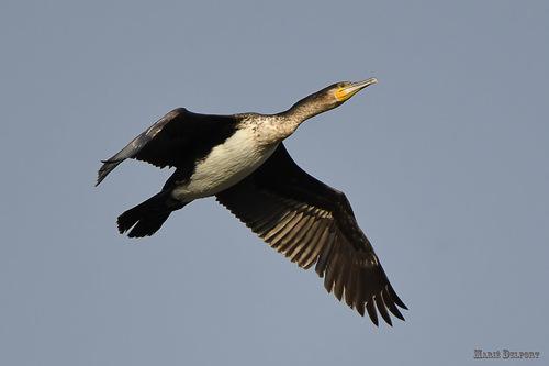 Kormoran (Jungvogel)