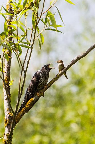 Kuckuck (Jungvogel)