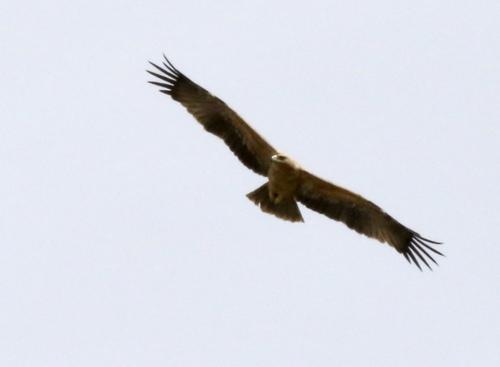 Iberienadler