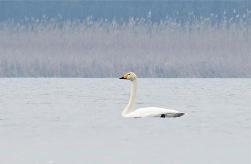 Singschwan
