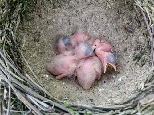 Singdrossel (Jungvogel)