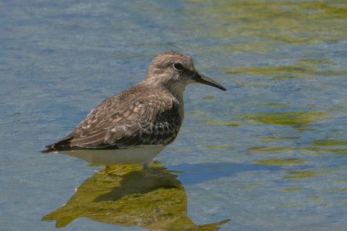 Temminckstrandläufer (Jungvogel)