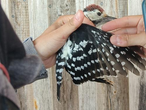 Weißrückenspecht (Jungvogel)