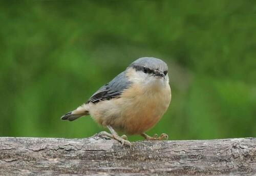 Kleiber (Jungvogel)