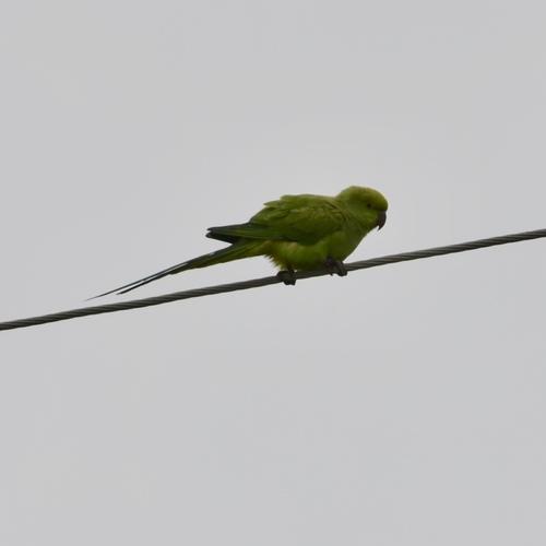 Halsbandsittich (Jungvogel)