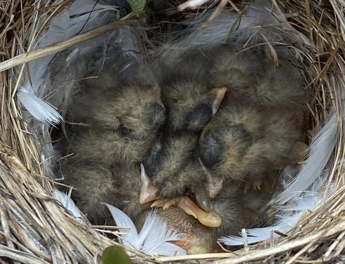 Spornammer (Jungvogel)