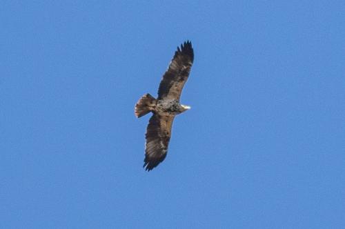 Iberienadler (Jungvogel)