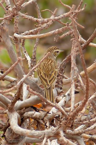Kanarenpieper (Jungvogel)