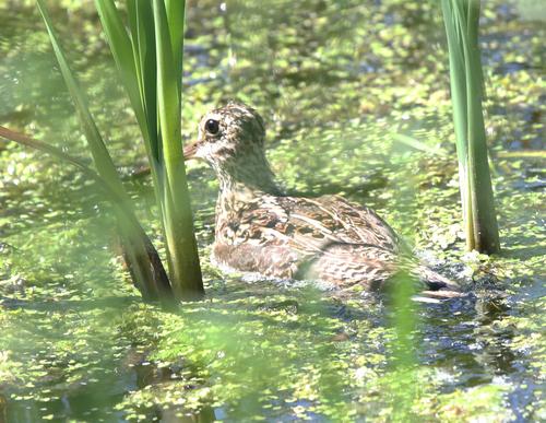 Doppelschnepfe (Jungvogel)