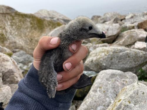 Tordalk (Jungvogel)