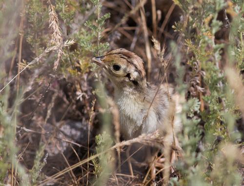 Jagdfasan (Jungvogel)