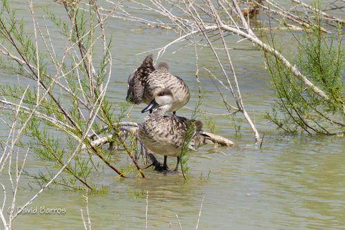 Marmelente (Jungvogel)