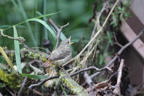 Gartenrotschwanz (Jungvogel)