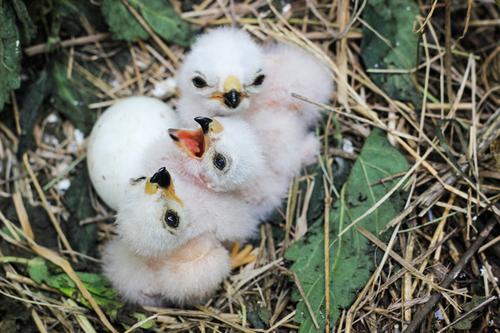 Wiesenweihe (Jungvogel)