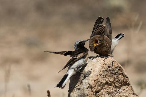 Nonnensteinschmätzer (Jungvogel)