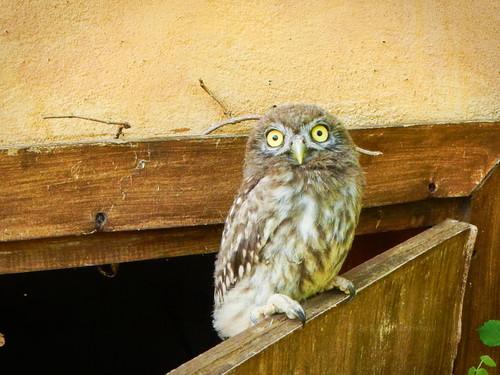 Steinkauz (Jungvogel)