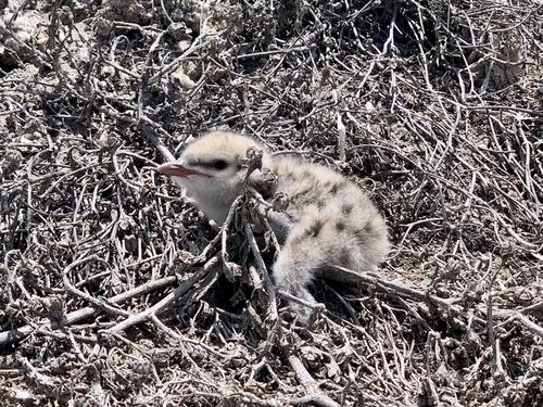Lachseeschwalbe (Jungvogel)