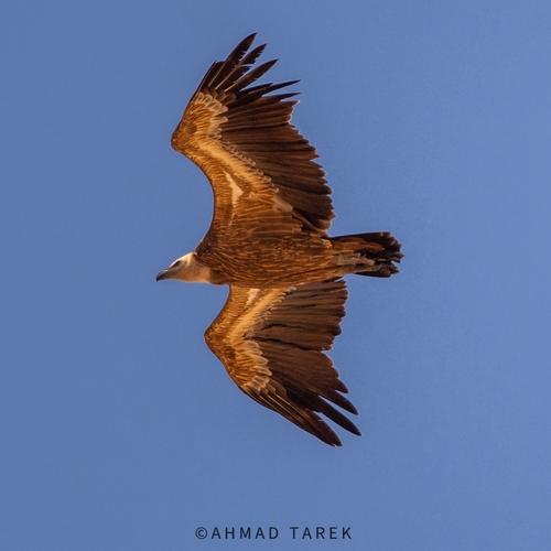 Gänsegeier (Männchen)